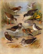 Antique Scarce Archibald Thorburn First Edition Large Bird Print The Shanks Family-68.