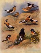 Antique Scarce Archibald Thorburn 1st Edition Large Bird Print the Wheatear-3.