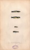 Mackerel Midge Rockling 1868 Antique Johnathan Couch Engraving.