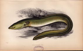 Sharp-Nosed Eel Antique Johnathan Couch Coloured Fish Engraving.
