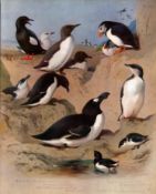 Antique Scarce Archibald Thorburn First Edition Large Bird Print Seabirds-76.