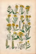 Sowerby Antique Wild Turnip, Cabbage, Wild Mustard, Wall Rocket, Wild Radish-7