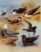 Antique Scarce Archibald Thorburn First Edition Large Bird Montage Print Seabirds-80.