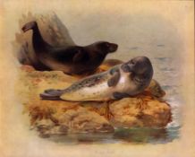 Antique Archibald Thorburn First Edition Scarce Lithograph the Grey Seal -13.