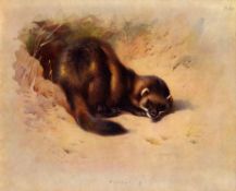 Antique Archibald Thorburn First Edition Scarce Lithograph The Polecat- 20.