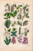 Sowerby Antique Wild-Flowers Poplar Beech Chestnut Oak Hazel Yew Briony Thyme Aloe-61.