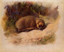 Antique Archibald Thorburn First Edition Scarce Lithograph the Hedgehog-7.