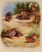 Antique Scarce Archibald Thorburn First Edition Large Bird Print Partridge & Quail-58.