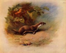 Antique Archibald Thorburn First Edition Scarce Lithograph The Weasel- 23.