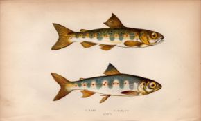 Parr & Samlet Trout Antique Johnathan Couch Coloured Fish Engraving.