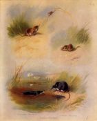 Antique Archibald Thorburn First Edition Scarce Lithograph the Common Shrew -9.