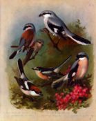Archibald Thorburn Antique Scarce 1st Edition Large Bird Print Shrike-13.