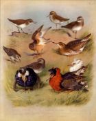 Antique Scarce Archibald Thorburn First Edition Large Bird Print The Sandpipers Family-67.