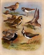 Antique Scarce Archibald Thorburn First Edition Large Bird Print The Plover Family-63.