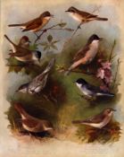 Thorburn Antique Scarce 1st Edition Large Bird Print Garden Birds-5.