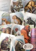 Antique 1896 Edition Apes Primates Vol-1 Lloyds Natural History Henry O Forbes.