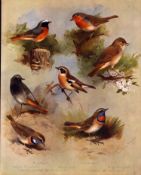 Antique Scarce Archibald Thorburn 1st Edition Large Bird Print Garden Birds-4.