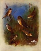 Antique Scarce Archibald Thorburn 1st Edition Large Bird Print the Warbler-8.