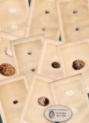 Job Lot 9 Antique 149 Years-Old 1875 Engravings Rev Morris Bird Eggs Set-5