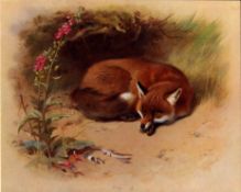 Antique Archibald Thorburn First Edition Scarce Mammal Lithograph the Fox -11.