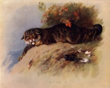 Antique Archibald Thorburn First Edition Scarce Lithograph The Wild Cat -10.