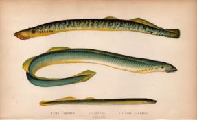 Sea Silver Lamprey 1869 Antique Johnathan Couch Coloured Fish Engraving.