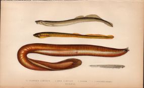 Planners Mud Lancelet Antique Johnathan Couch Coloured Fish Engravin