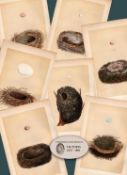 Job Lot 7 Antique 150-Year-Old Colour 1875 Engravings Rev Morris Nests -1.