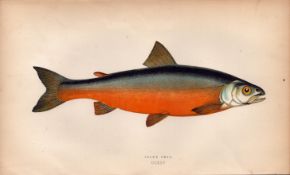 Cole’s Char Antique Johnathan Couch Coloured Fish Engraving.