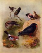 Archibald Thorburn Antique Scarce 1st Edition Bird Print Starling, Nutcracker, Jay,-19.