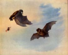 Antique Archibald Thorburn First Edition Scarce Lithograph the Leisler’s Bat-4.