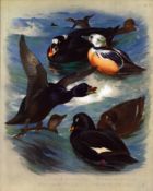 Antique Scarce Archibald Thorburn Large First Edition Bird Print The Duck Family -51.