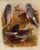 Antique First Edition Large Bird Print The Harriers Marsh, Hen, Montagu's-30.
