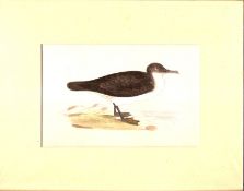 Print 1870 Manx Shearwater By William Morris