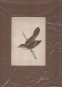 Print Circa 1870 Grasshopper Warbler By William Morris