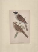 Print 1897 Reed Buntings By F O Morris