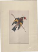 Print Circa 1870 Goldfinch