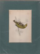 Print Circa 1860 Firecrest Hand Coloured Steel Engraving