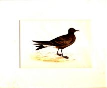 Print 1870 Leach's Petrel William Morris From Watercolour In Card Frame