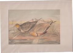 Print 1866 Indian Whistling Sand Grouse
