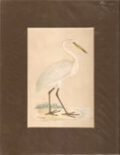 Print 1870 Great White Heron By William Morris