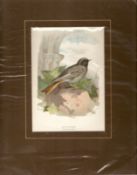 Print 1883 Black Redstart By Archibold Thorburn