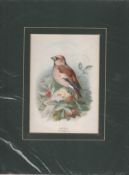Print 1883 Hawfinch By Archibold Thorburn