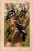 The Woodpecker Family Antique Hand Coloured Oliver Goldsmith Engraving -25.