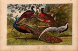 Pheasant, Peacock, 4 Species Antique Oliver Goldsmith Engraving -22.
