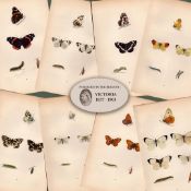 Collection 8 Antique 129 Yrs-Old Rev Morris Butterflies Woodblock Engravings-1