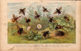 The Bee Family 12 Species Antique Hand Coloured Oliver Goldsmith Engraving -37.