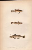 Broad, Tail, One Spotted Goby Antique Johnathan Couch Fish Engraving.