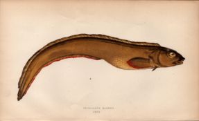 Viviparous Blenny Antique Johnathan Couch Coloured Fish Engraving.