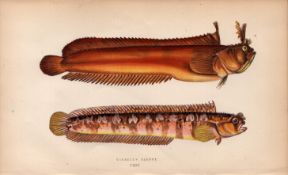 Yarrell’s Blenny Antique Johnathan Couch Coloured Fish Engraving.